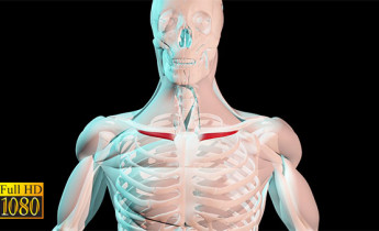 فوتیج ویدیویی آناتومی بدن ماهیچه