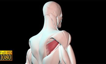 فوتیج ویدیویی آناتومی بدن ماهیچه