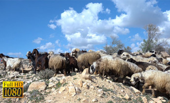 فیلم عشایری