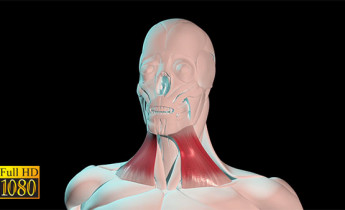 فوتیج ویدیویی آناتومی بدن ماهیچه