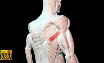 فوتیج ویدیویی آناتومی بدن ماهیچه