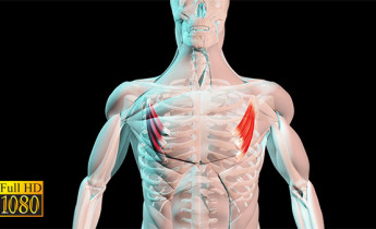 فوتیج ویدیویی آناتومی بدن ماهیچه