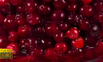 فوتیج ویدیویی میوه آلبالو