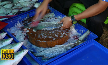 فوتیج ویدیویی پاک کردن ماهی