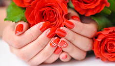 عکس شاخه گل های رز قرمز