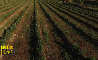 فیلم خام محصولات کشاورزی