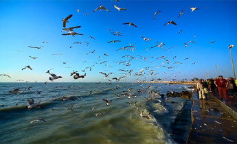 تصاویر ایران تصویر پرواز مرغ دریایی بر روی دریا