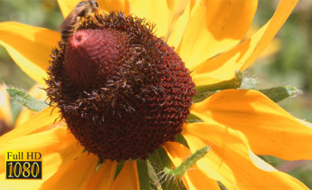 فوتیج ویدیویی حیوانات زنبور