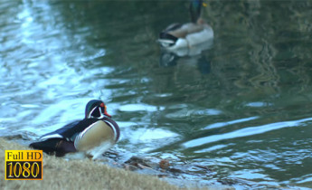 فوتیج ویدیویی حیوانات اردک