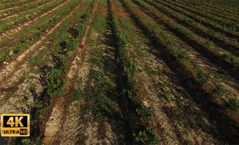 فیلم هوایی از محصولات کشاورزی