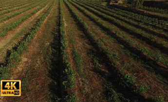 فیلم هوایی از محصولات کشاورزی