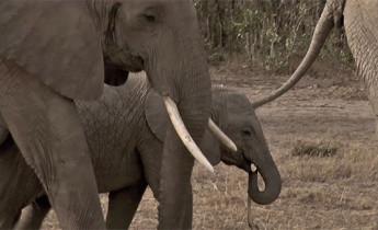 فوتیج ویدیویی فیل