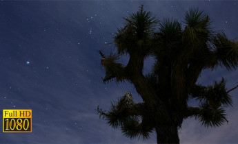 فوتیج ویدیویی تایم لپس ستارگان و درخت