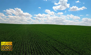 فیلم خام هوایی از زمین کشاورزی