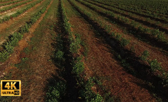 فیلم هوایی از کشاورزی