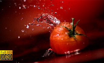 اسلوموشن گوجه فرنگی