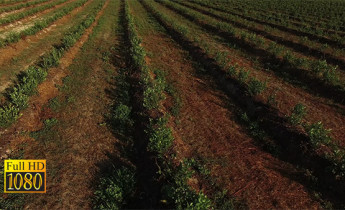 فیلم زمین کشاورزی