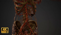 فوتیچ پزشکی آناتومی بدن ماهیچه