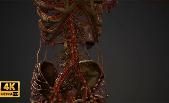فوتیچ پزشکی آناتومی بدن ماهیچه