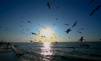 تصاویر ایران تصویر مرغ دریایی بر روی دریا