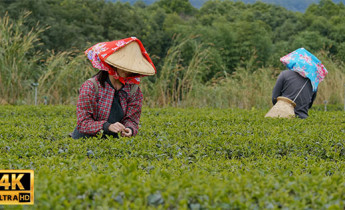فوتیج ویدیویی مزرعه چای