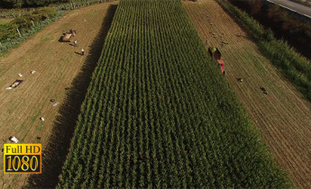فیلم هوایی از برداشت محصولات کشاورزی