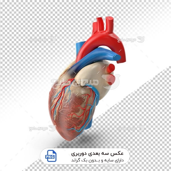عکس ماهیچه قلب