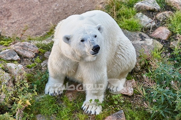 عکس تبلیغاتی خرس قطبی