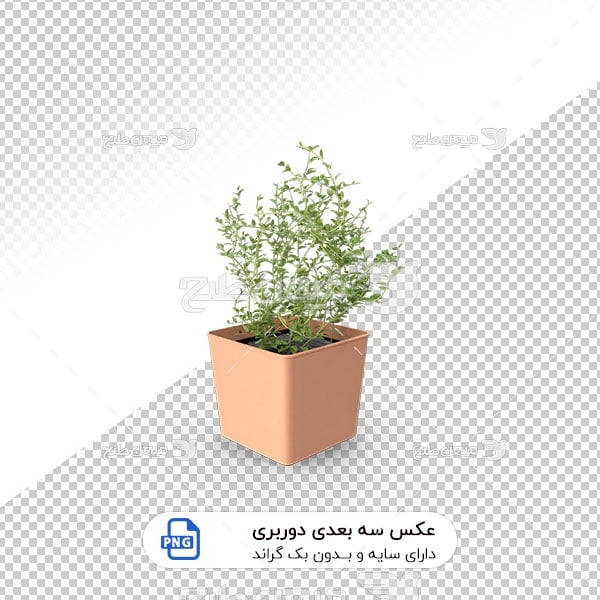 عکس برش خورده سه بعدی گل آپارتمانی