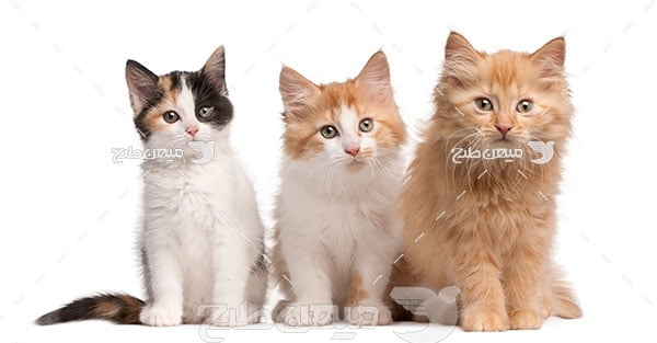 عکس تبلیغاتی گربه های ملوس