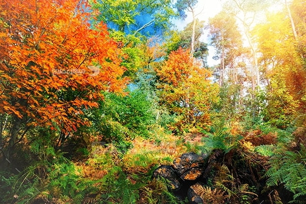 عکس تبلیغاتی طبیعت و ترکیب بهار و پاییز