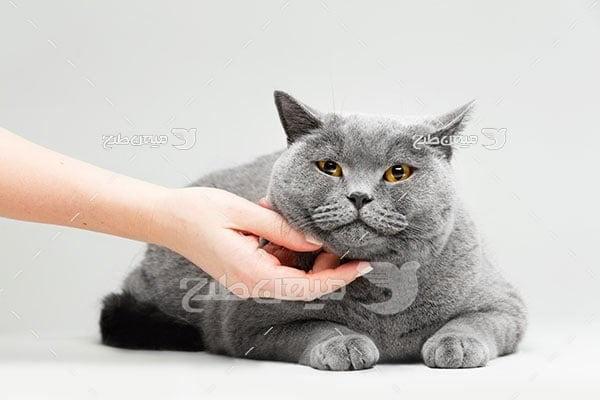 عکس تبلیغاتی گربه ملوس خاکستری