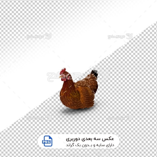 عکس برش خورده سه بعدی مرغ خانگی