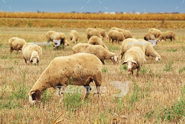 عکس تبلیغاتی گوسفند