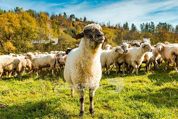 عکس تبلیغاتی گله گوسفند