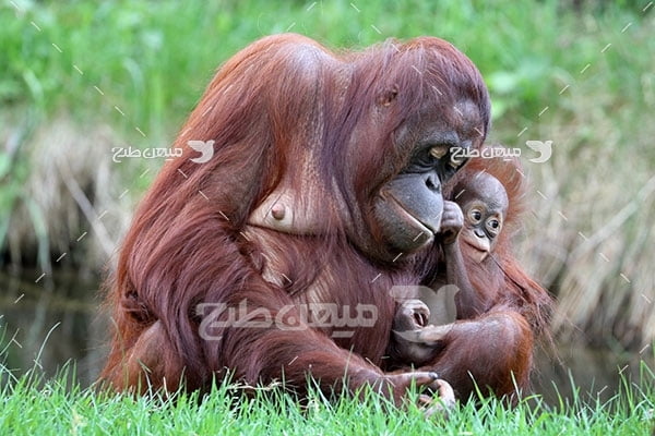 عکس تبلیغاتی میمون اورانگوتان