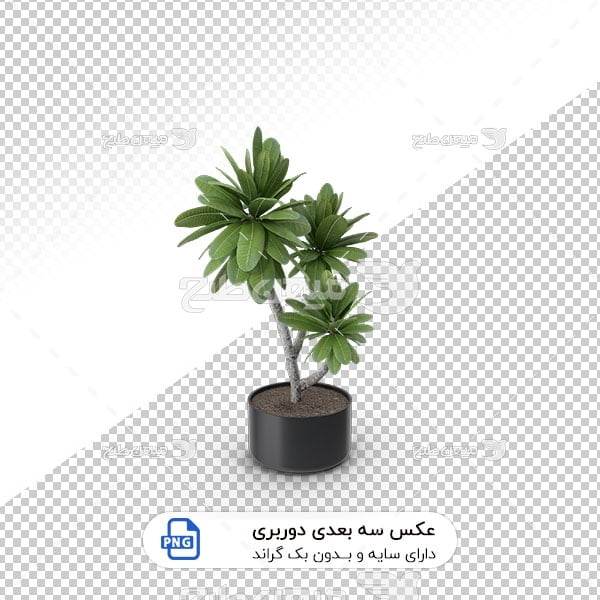 عکس برش خورده سه بعدی گیاه در خت در گلدان سیاه