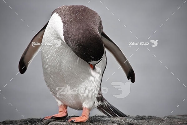عکس تبلیغاتی پنگون قطبی