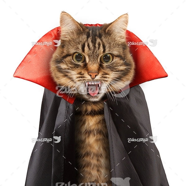 عکس گربه شنل پوش