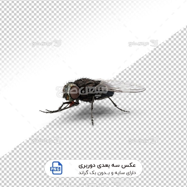 عکس برش خورده سه بعدی مگس