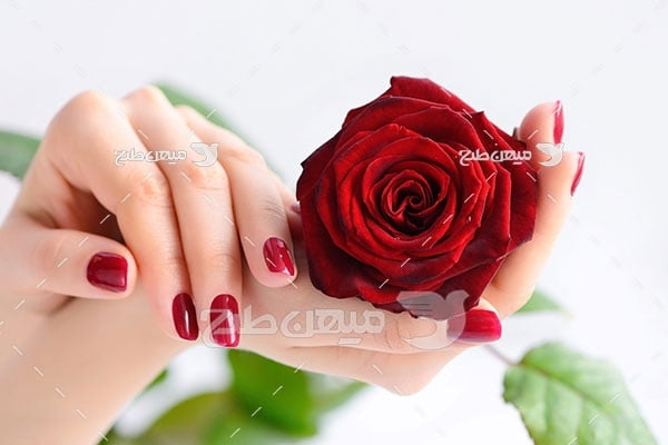 عکس شاخه گل  رز در دست