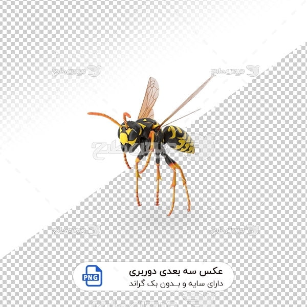 عکس برش خورده سه بعدی زنبور