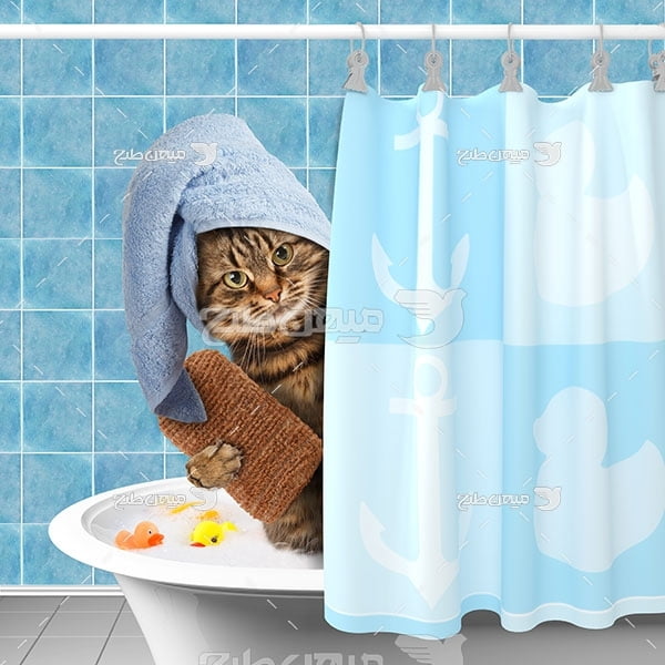 عکس گربه در حمام