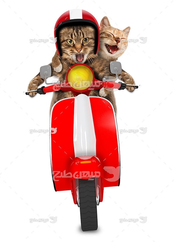 عکس گربه های موتور سوار