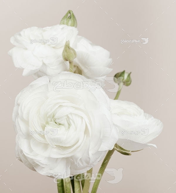 عکس شاخه گل رز سفید قشنگ