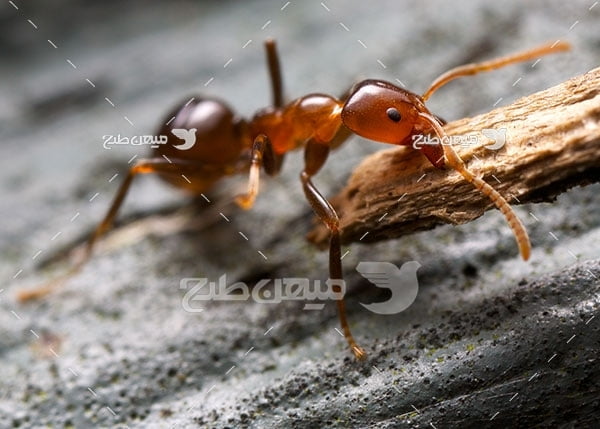 عکس تبلیغاتی مورچه قرمز