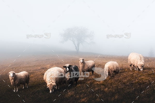 عکس تبلیغاتی گوسفندان