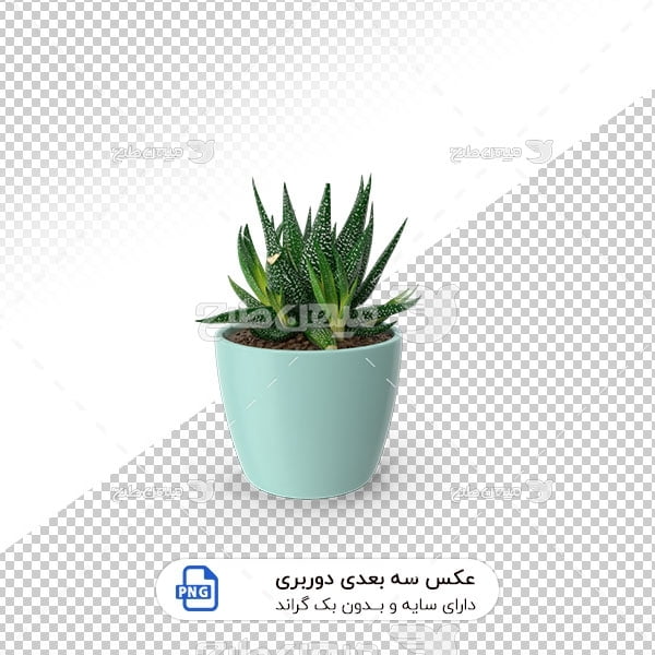 عکس برش خورده سه بعدی گل کاکتوس