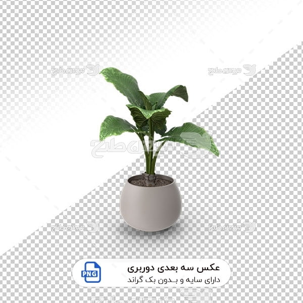 عکس برش خورده سه بعدی گل آپارتمانی