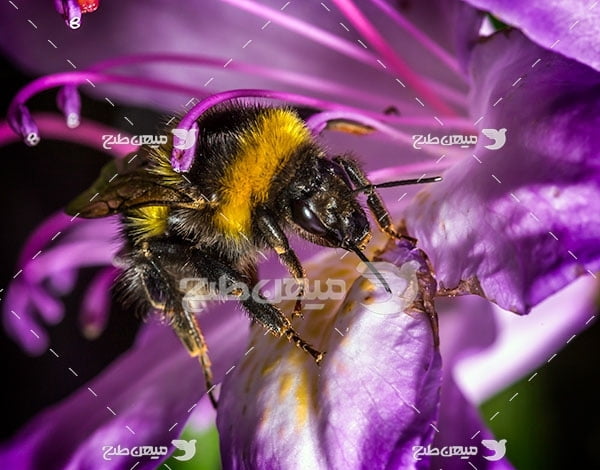 عکس تبلیغاتی زنبور وحشی